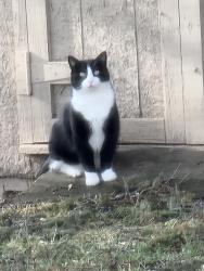 Lost Male Cat last seen Union st and buffalo road, North Chili, NY 14514