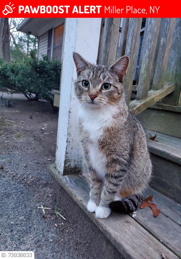 Lost Female Cat last seen Hayward Ave, Miller Place, NY, Miller Place, NY 11766