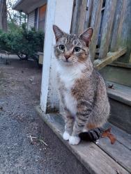 Lost Female Cat last seen Hayward Ave, Miller Place, NY, Miller Place, NY 11766