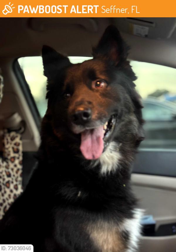 Found/Stray Male Dog last seen Wheeler, Seffner, FL 33584