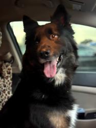 Found/Stray Male Dog last seen Wheeler, Seffner, FL 33584