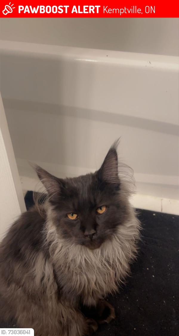 Lost Male Cat last seen Near French settlement rd, Kemptville, ON 