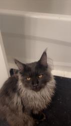 Lost Male Cat last seen Near French settlement rd, Kemptville, ON 
