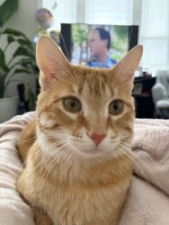 Lost Male Cat last seen Cortez and Spaulding, Chicago, IL 60651