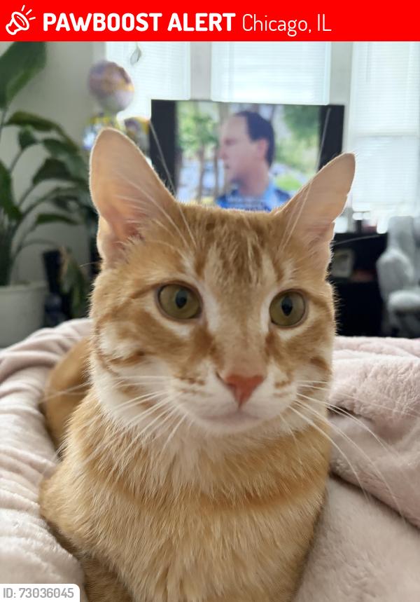 Lost Male Cat last seen Cortez and Spaulding, Chicago, IL 60651