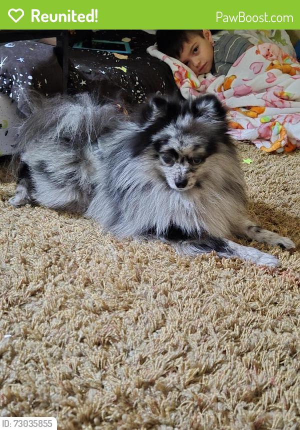 Reunited Male Dog last seen Snowberry, hunters ridge, Fontana, CA 92336