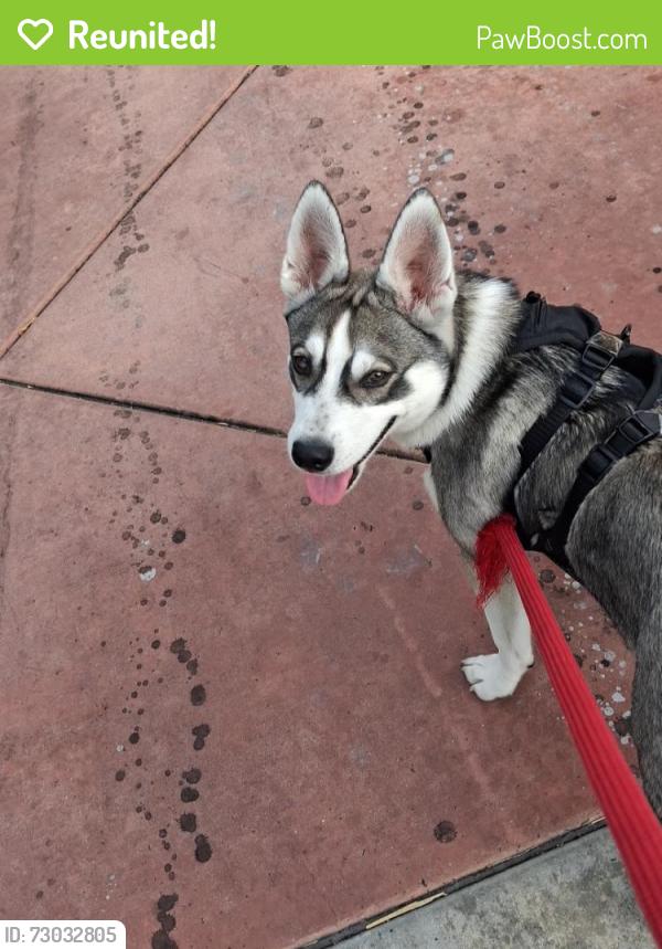 Reunited Male Dog last seen Near W Ball Rd, Anaheim, CA 92804, USA, Anaheim, CA 92804