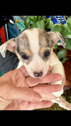 Lost Female Dog last seen Ford st @ 3rd or Ford st and Lewis st., Christoval, TX 76935
