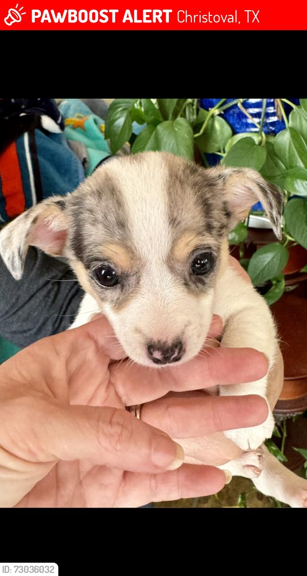 Lost Female Dog last seen Ford st @ 3rd or Ford st and Lewis st., Christoval, TX 76935