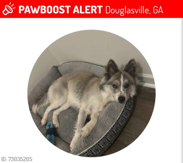 Lost Female Dog last seen Douglasville, Douglasville, GA 30134