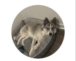 Lost Female Dog last seen Douglasville, Douglasville, GA 30134