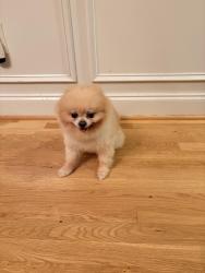 Reunited Male Dog last seen Hidden Springs Trail, Lawrenceville, GA 30045