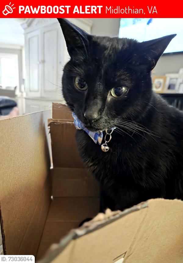 Lost Male Cat last seen Kingscross Road , Midlothian, VA 23114