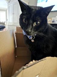 Lost Male Cat last seen Kingscross Road , Midlothian, VA 23114