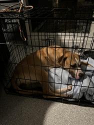 Found/Stray Female Dog last seen Route 98 and Falls Village Drive, Durham, NC 27703