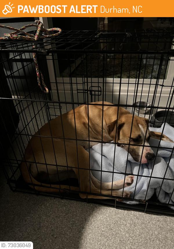 Found/Stray Female Dog last seen Route 98 and Falls Village Drive, Durham, NC 27703