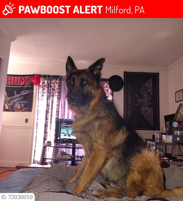 Lost Male Dog last seen Kiesal st, Milford, PA 18337