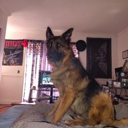 Lost Male Dog last seen Kiesal st, Milford, PA 18337