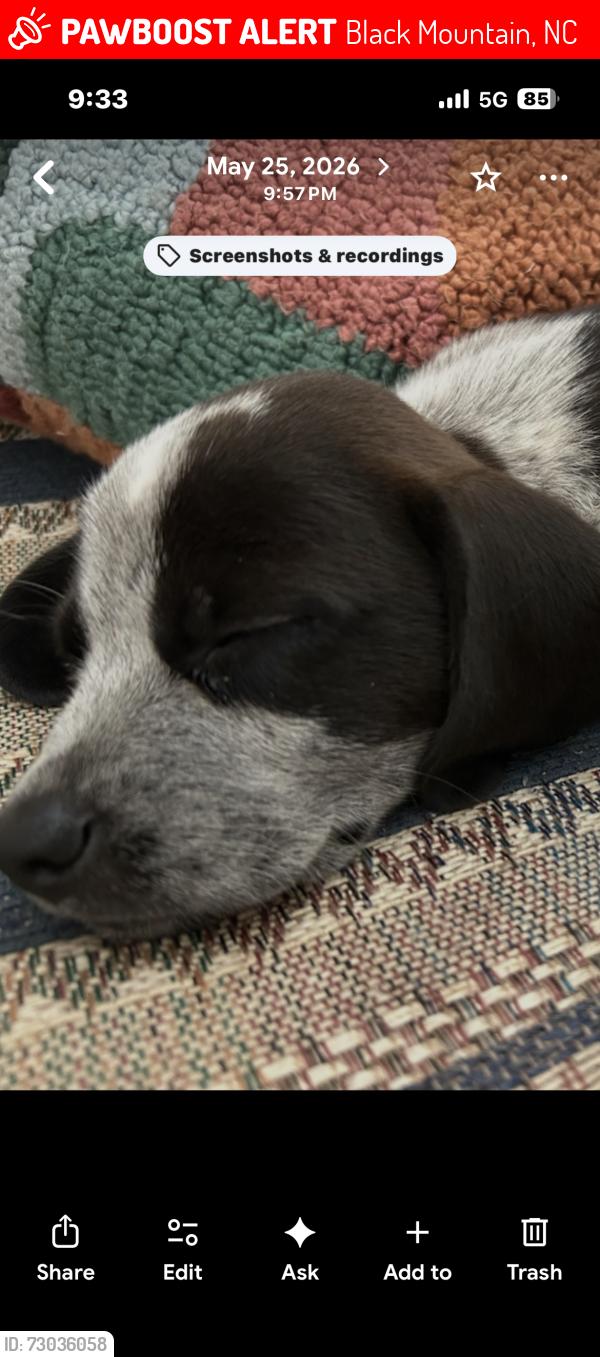 Lost Male Dog last seen Running the powerline trail chasing a deer, Black Mountain, NC 28711