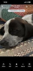 Lost Male Dog last seen Running the powerline trail chasing a deer, Black Mountain, NC 28711