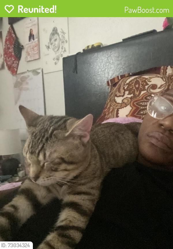 Reunited Male Cat last seen Near Cypressdale Dr, Spring, TX 77388, USA, Spring, TX 77388