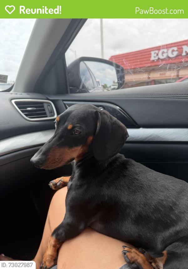 Reunited Male Dog last seen Wag dog park Oakland park, Oakland Park, FL 33334