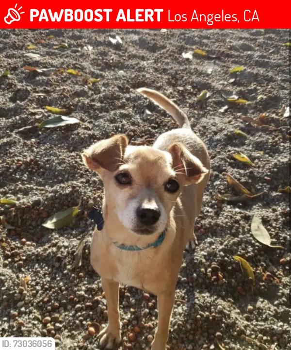 Lost Male Dog last seen Rayen st, Los Angeles, CA 91324