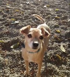 Lost Male Dog last seen Rayen st, Los Angeles, CA 91324