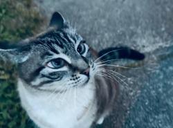 Lost Male Cat last seen Cedar St, New Westminster, BC V3L 3N9