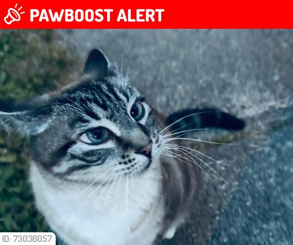 Lost Male Cat last seen Cedar St, New Westminster, BC V3L 3N9