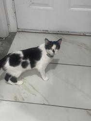 Lost Female Cat last seen Troy ct , Mechanicsville, MD 20659