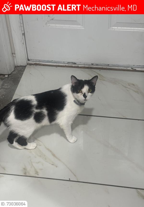 Lost Female Cat last seen Troy ct , Mechanicsville, MD 20659