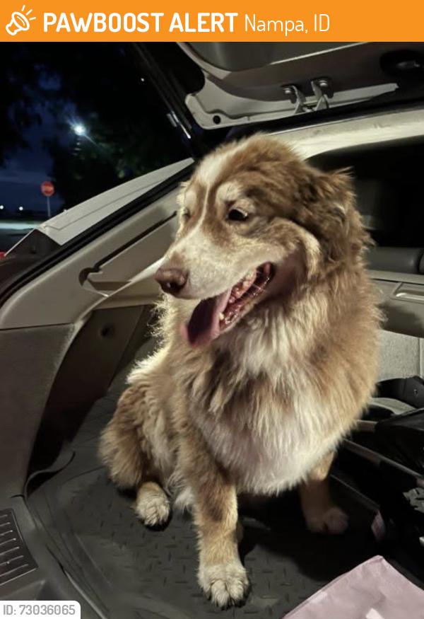 Found/Stray Female Dog last seen Orah Brandt Park, Nampa, ID 83651