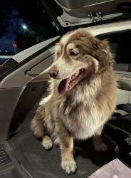 Found/Stray Female Dog last seen Orah Brandt Park, Nampa, ID 83651
