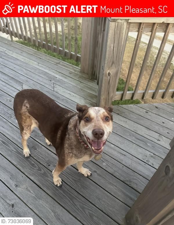 Lost Male Dog last seen Purple Martin Court, Mount Pleasant, SC 29466