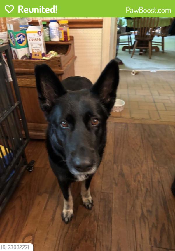 Reunited Female Dog last seen Yacht Club Rd., Hall County, GA 30542