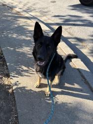 Found/Stray Male Dog last seen Wake Ave / 137th Ave San Leandro , San Leandro, CA 94578