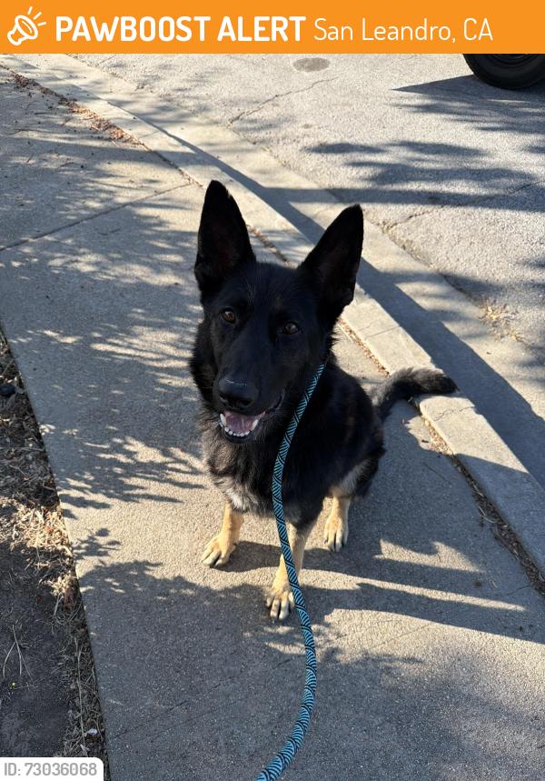 Found/Stray Male Dog last seen Wake Ave / 137th Ave San Leandro , San Leandro, CA 94578