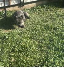Lost Female Dog last seen Plantation lakes, Plantation Lakes, TX 77449