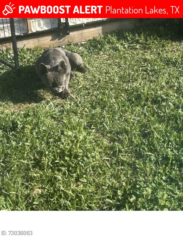 Lost Female Dog last seen Plantation lakes, Plantation Lakes, TX 77449
