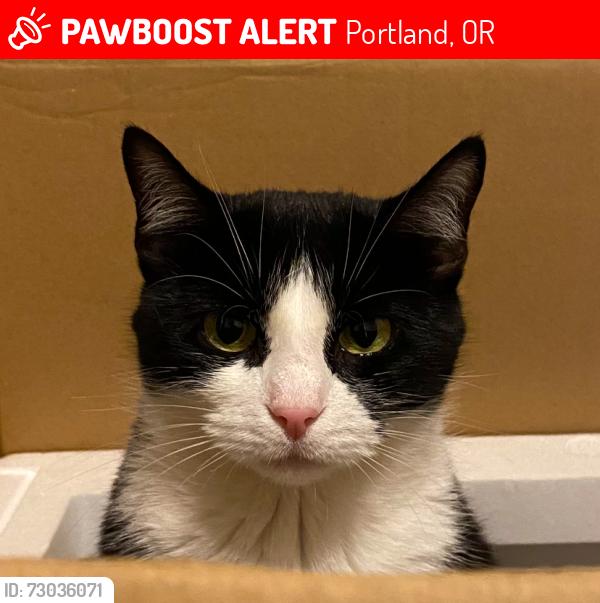 Lost Female Cat last seen Sw Grover & sw 12th, Portland, OR 97201
