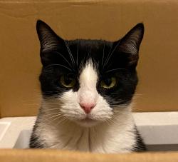 Lost Female Cat last seen Sw Grover & sw 12th, Portland, OR 97201