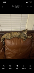 Lost Female Cat last seen Ann and Jones, Las Vegas, NV 89130