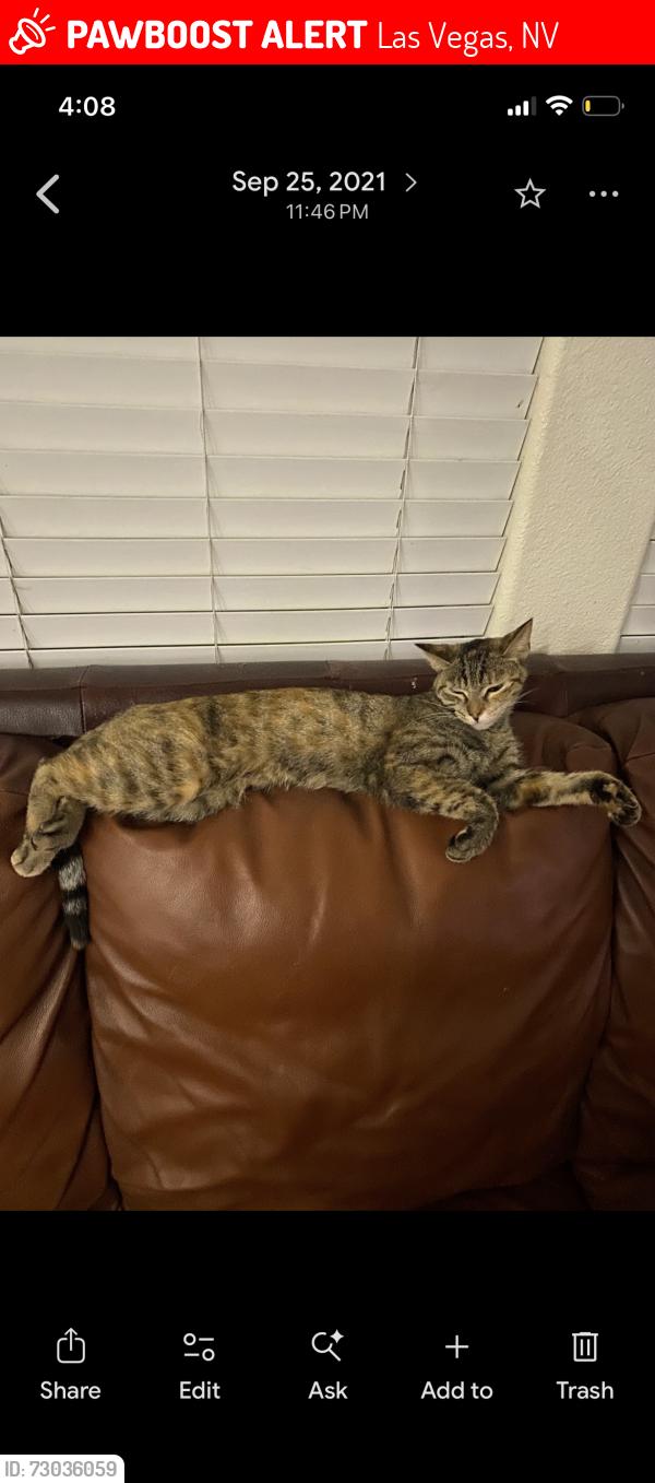 Lost Female Cat last seen Ann and Jones, Las Vegas, NV 89130