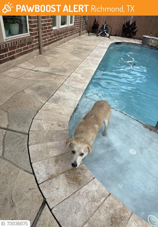 Found/Stray Male Dog last seen West belfort, Richmond, TX 77407