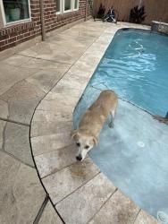 Found/Stray Male Dog last seen West belfort, Richmond, TX 77407