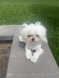 Lost Female Dog last seen Terrace Lake Road, Columbus, IN 47201