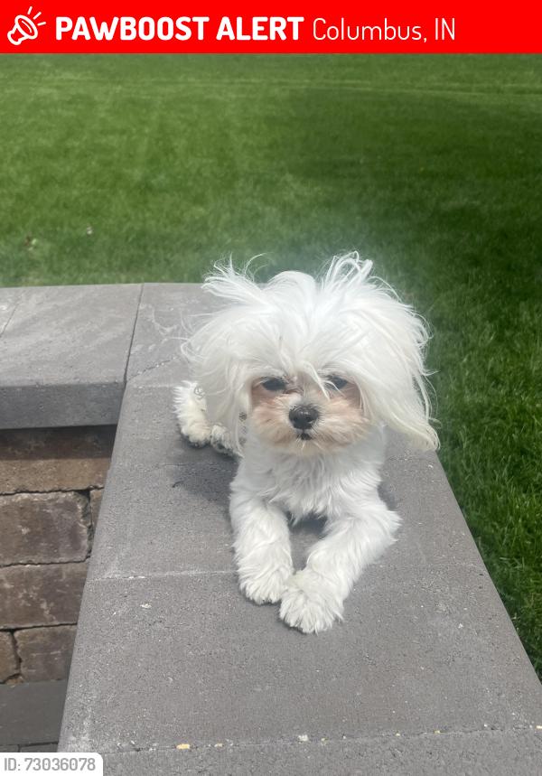 Lost Female Dog last seen Terrace Lake Road, Columbus, IN 47201