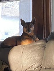 Lost Male Dog last seen Near Hessen Cassel Rd Fort Wayne, IN  46806 United States, Fort Wayne, IN 46806