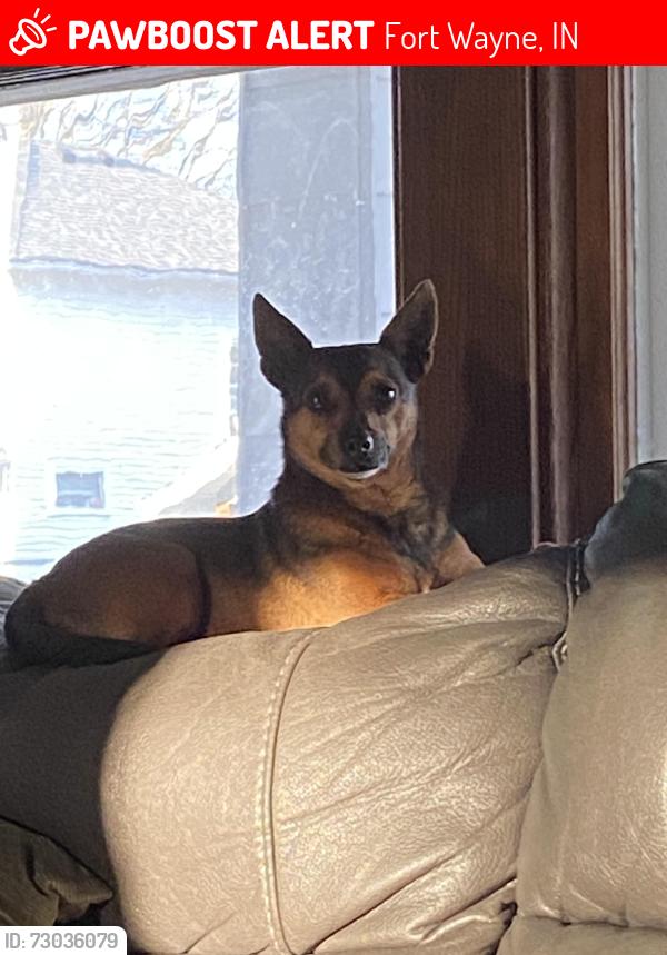Lost Male Dog last seen Near Hessen Cassel Rd Fort Wayne, IN  46806 United States, Fort Wayne, IN 46806